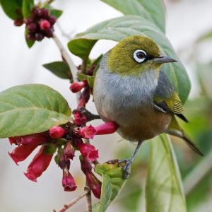 Fun Facts About the Silvereye Bird