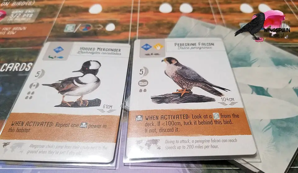 8 Best Wingspan Cards - Hooded Merganser and Peregrine Falcon