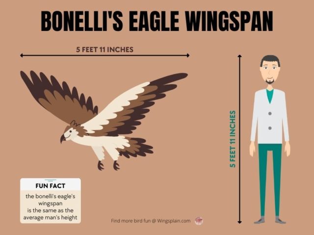 Bonelli's Eagle Wingspan Infographic