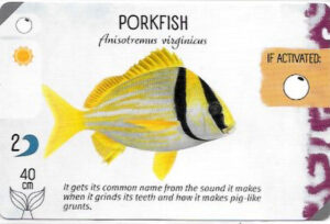 Finspan Starter Card: Porkfish