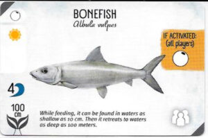 Finspan Starter Card: Bonefish