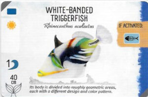 Finspan Starter Card: White-Banded Triggerfish