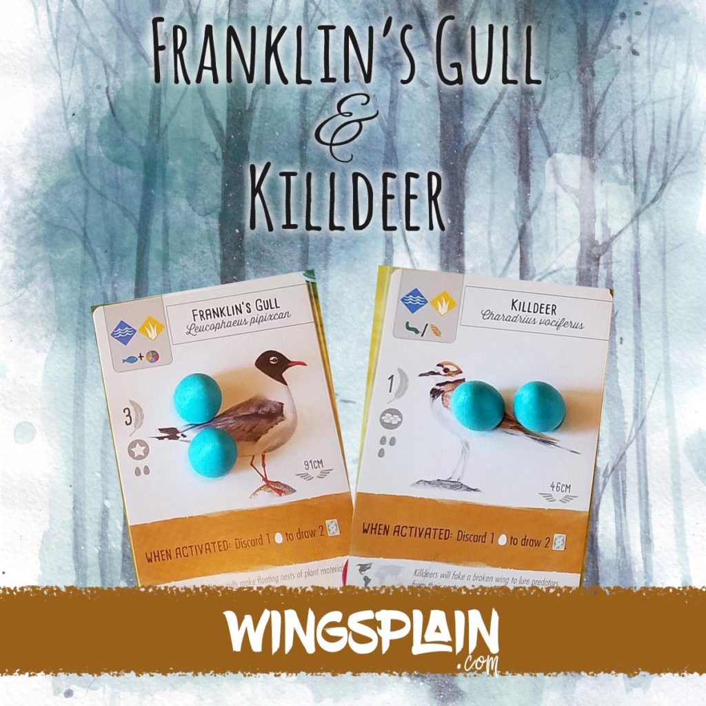Franklins Gull Killdeer Wingspan Strategy Wingsplain