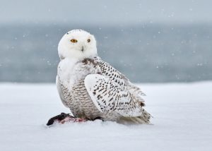 Snowy Owl Facts - Wingspan Board Game