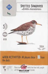 Wingspan Card - Spotted Sandpiper