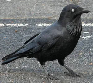 OE Wingspan - Australian Raven