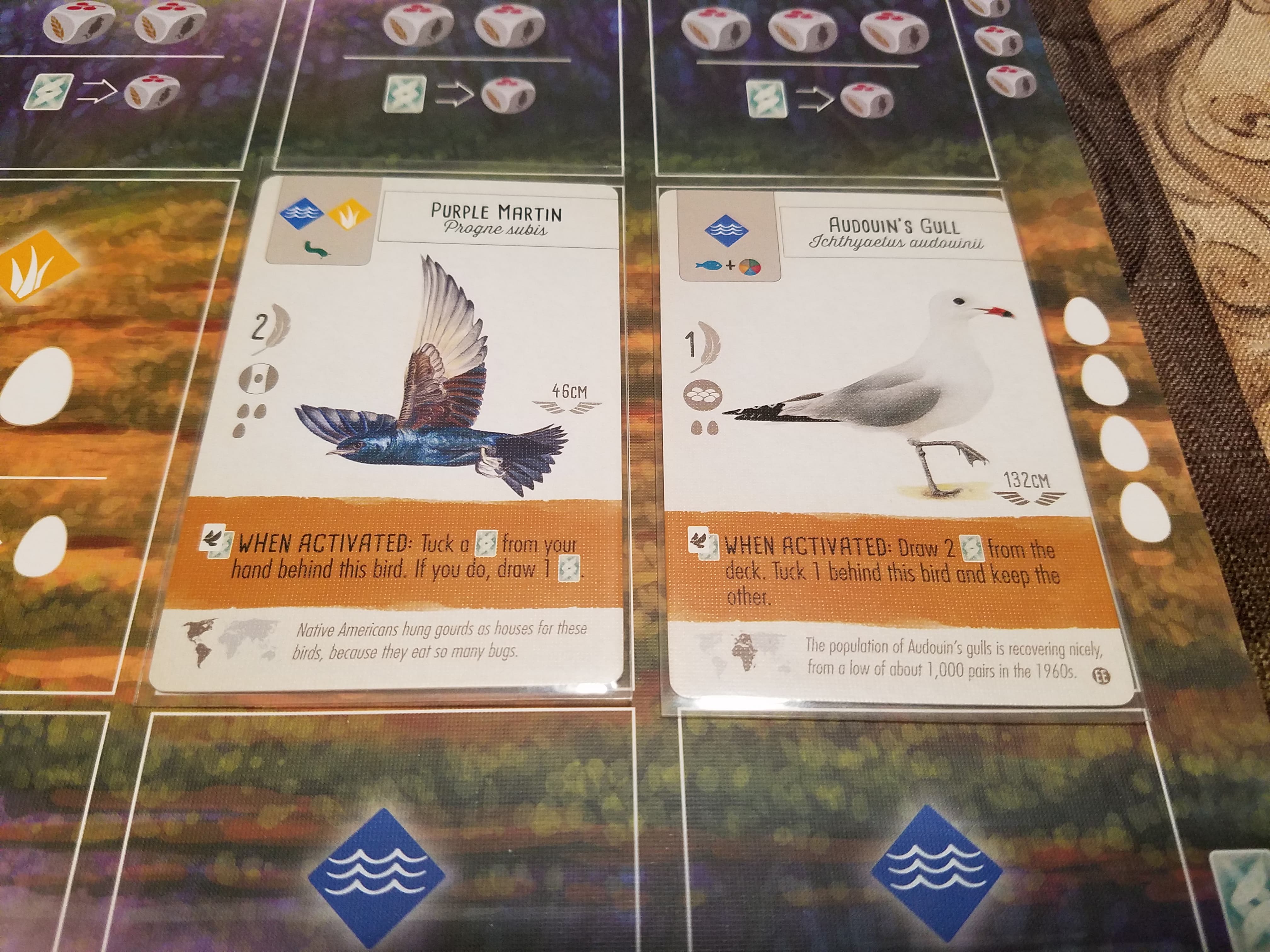 Wingspan Tuck Draw Birds: Purple Martin Audouins Gull