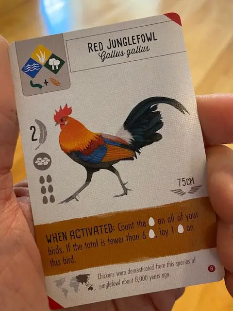 Wingspan Asia Red Junglefowl