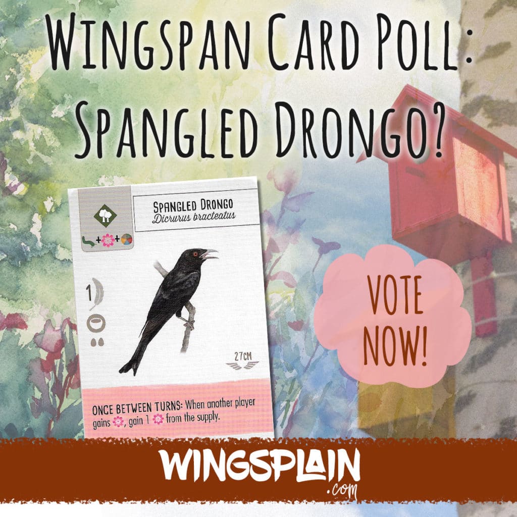 Wingspan Card Poll - What do you think about the Spangled Drongo?