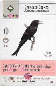 Wingspan Game Strategy - Spangled Drongo