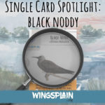 Wingspan Card Strategy Spotlight - Black Noddy