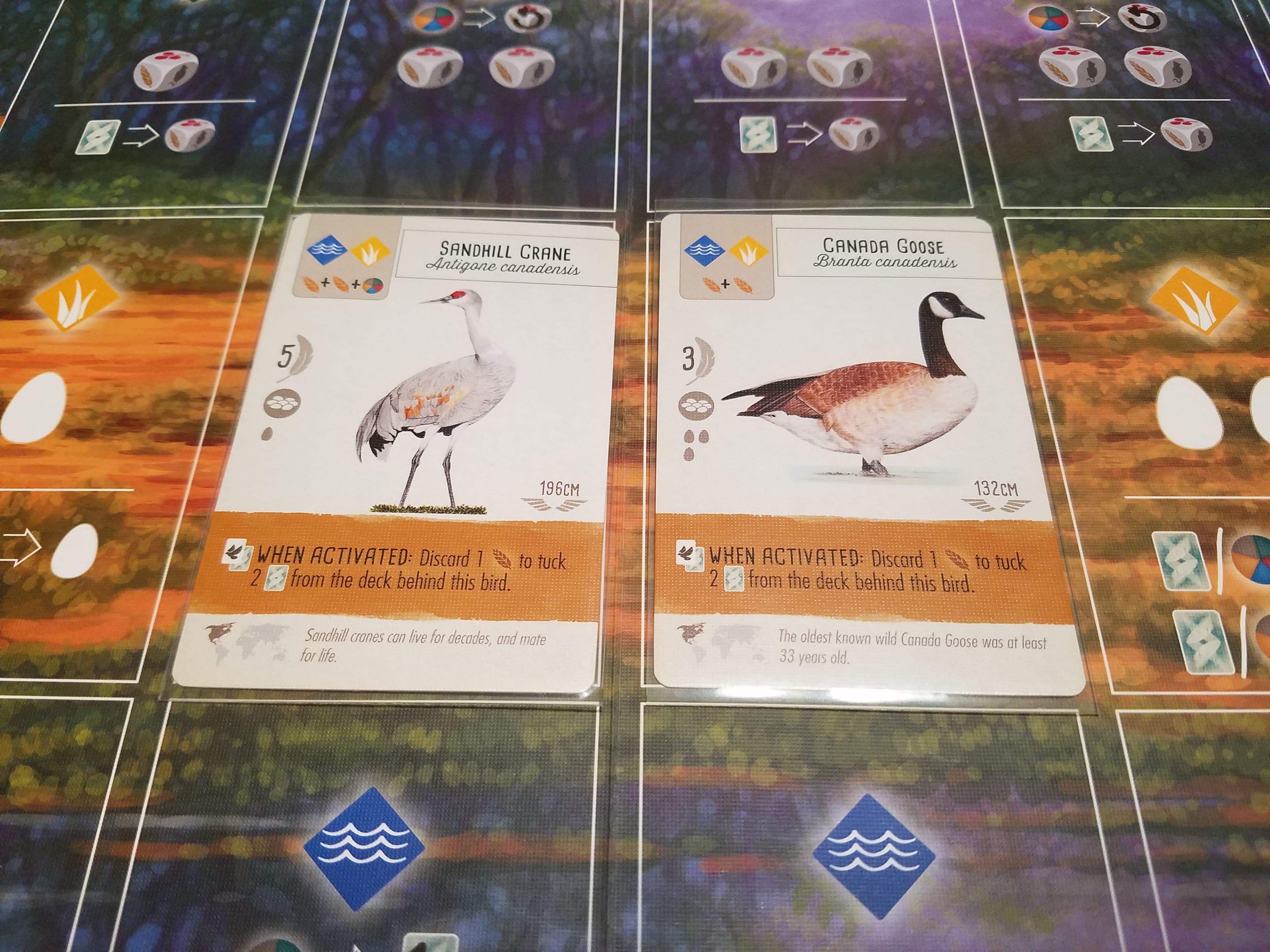 Discard Food to Tuck: Wingspan Sandhill Crane Canada Goose