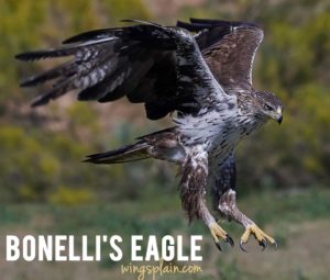 bonellis eagle aquila fasciata - wingsplain