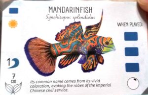 Finspan Mandarinfish