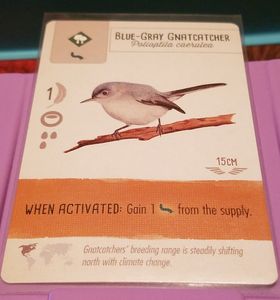 Blue-Gray Gnatcatcher: Wingspan Board Game