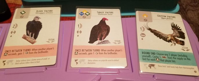 Black Vulture - Turkey Vulture - Griffon Vulture: Wingspan