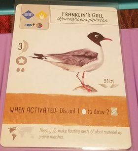 Franklin's Gull: Wingspan