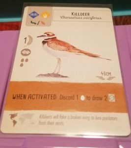 Killdeer: Wingspan Board Game Strategy